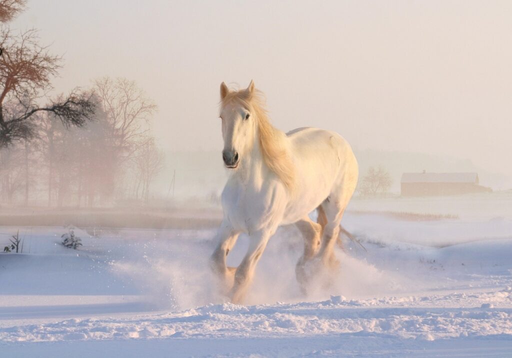 white horse, winter, snow, december, snowfall, nature, horse, equine, wonderland, galopping, animal, horse wallpaper, horse, horse, horse, horse, horse
