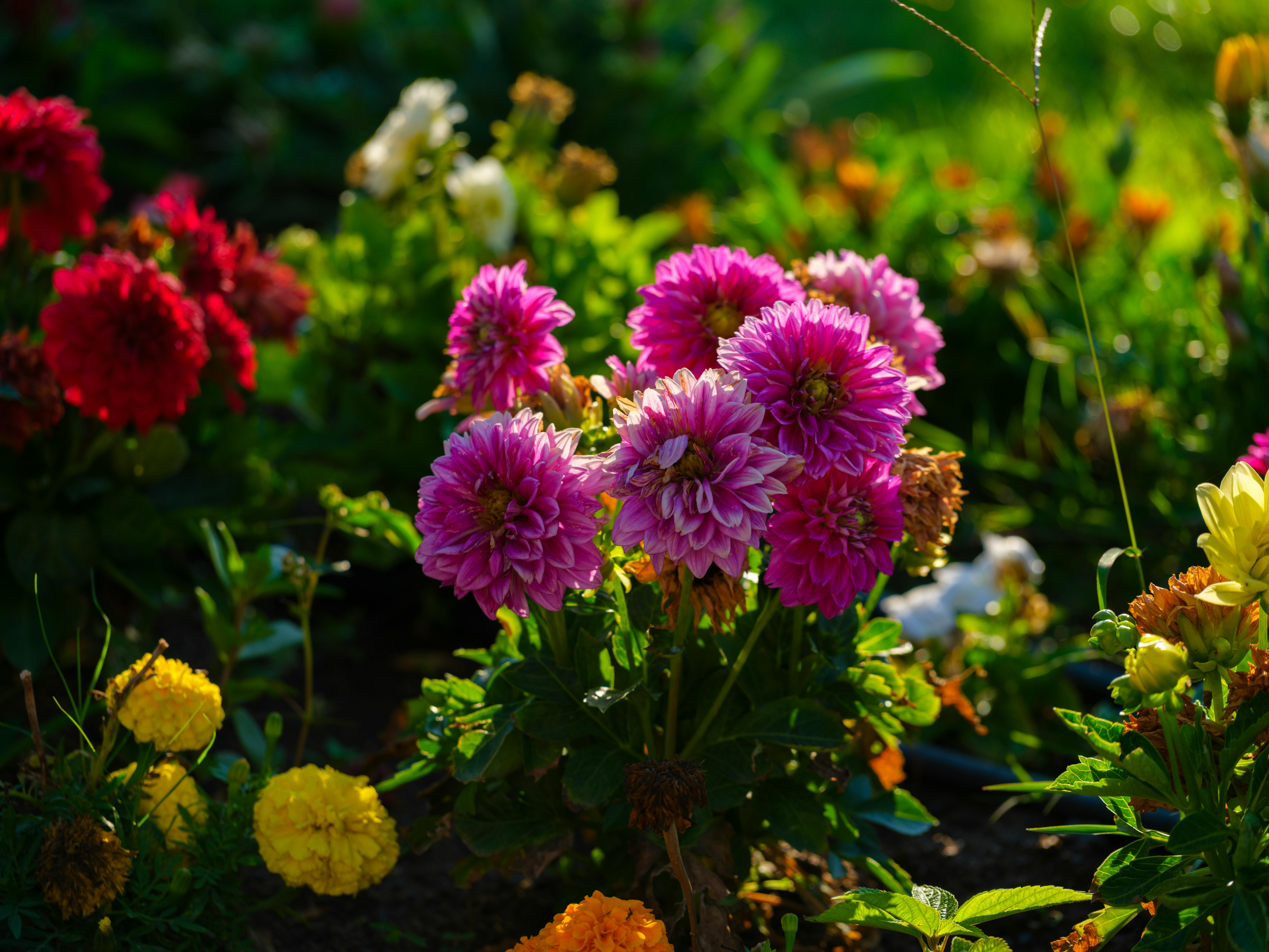 A lively display of colorful dahlias in a sunlit garden, showcasing vibrant summer blooms.