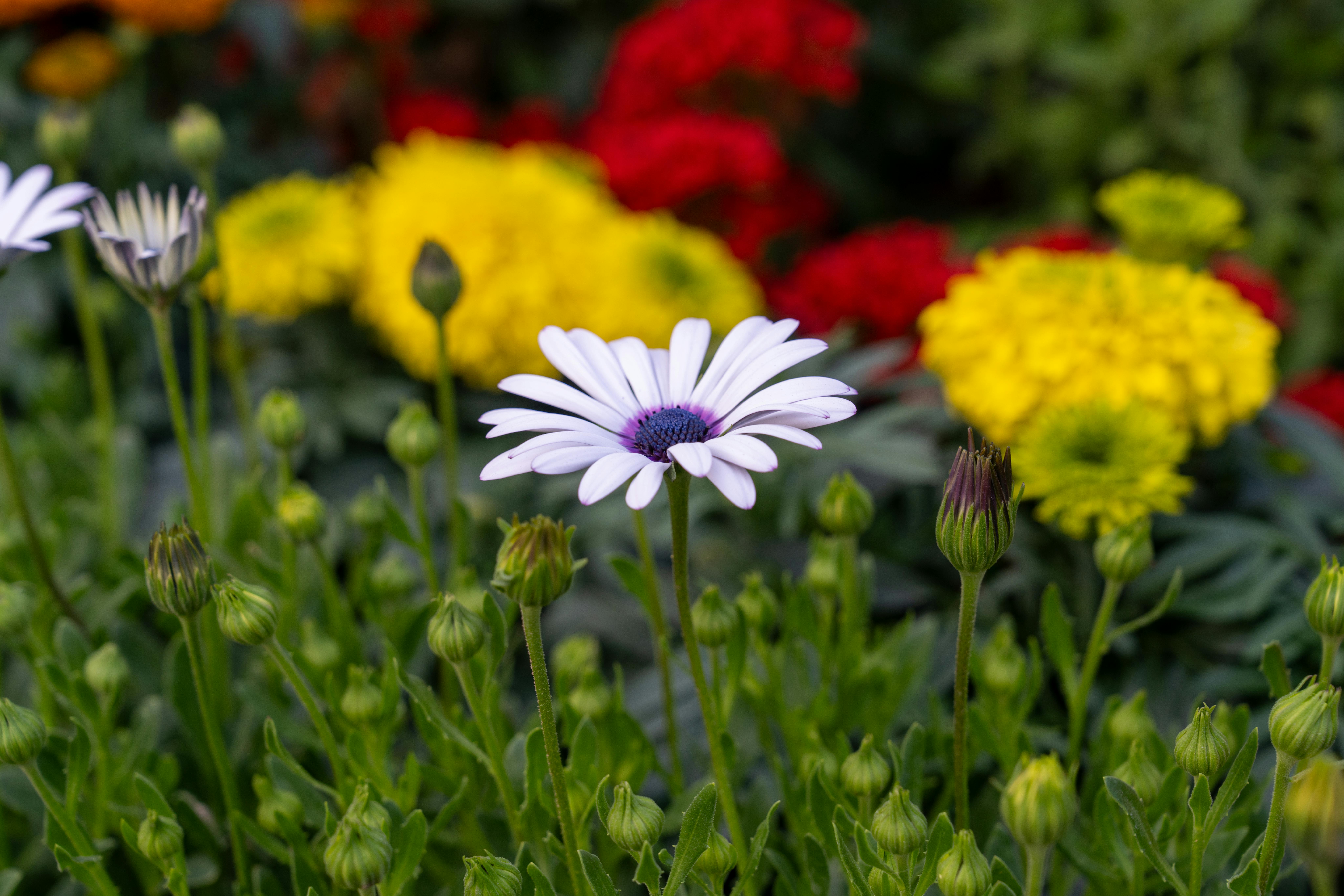 Close-up of a white daisy with vibrant red and yellow flowers in the background, showcasing spring's colorful bloom.