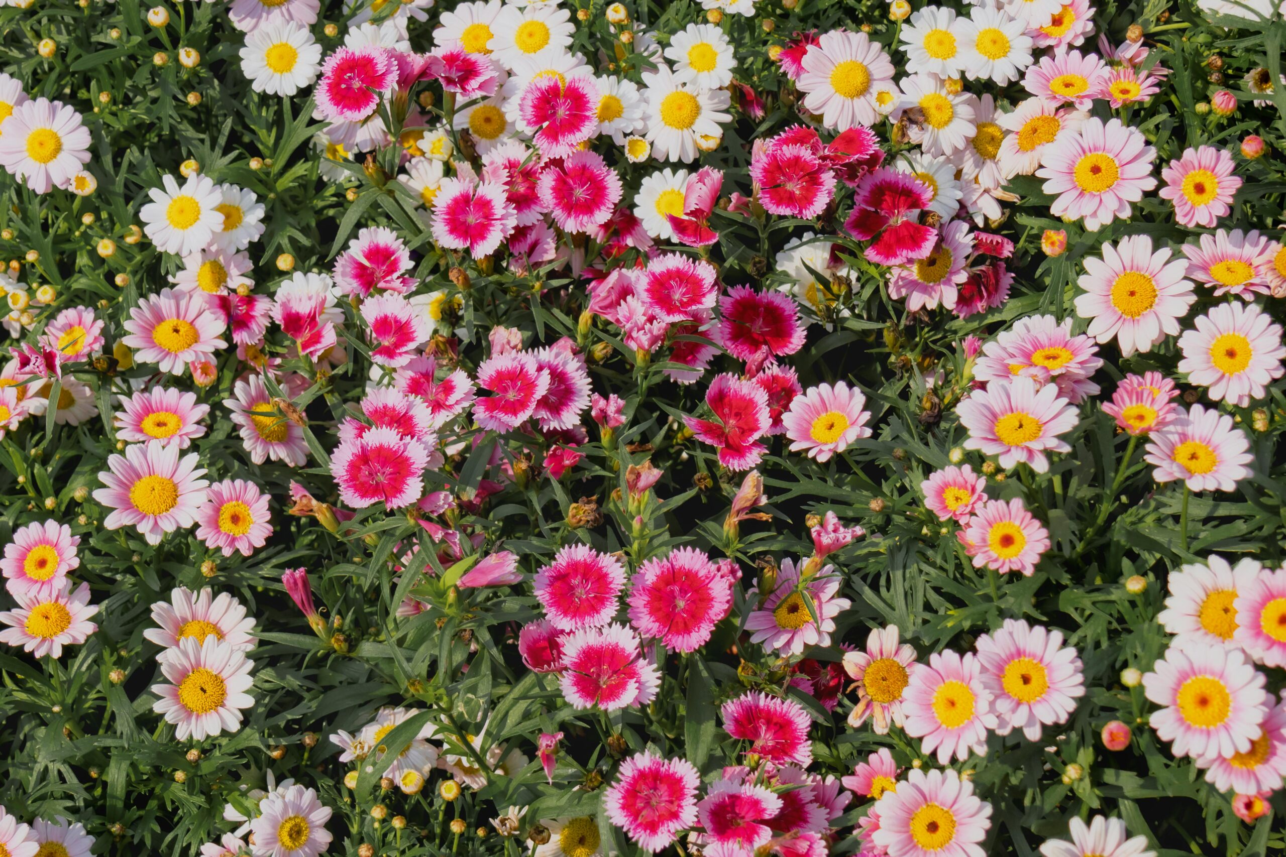 Colorful display of Chrysanthemums blooming in a Hong Kong garden during daylight.