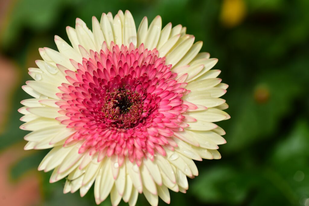 Close-up shot of a stunning pink and white gerbera daisy with water droplets, set against a green background.
