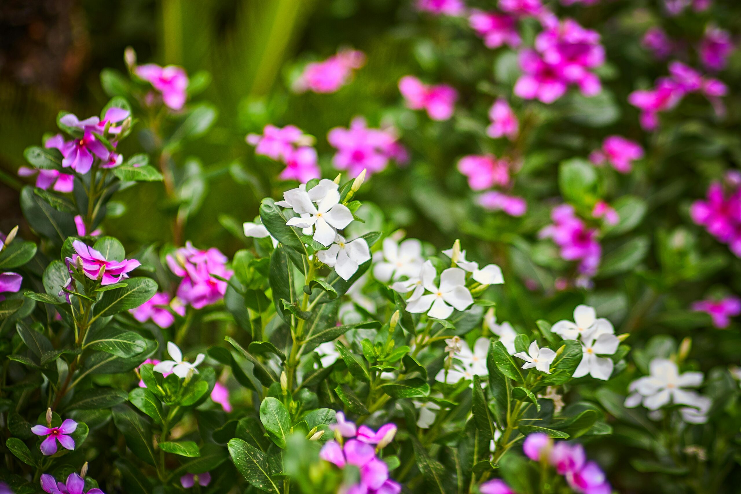 Close-up of blooming periwinkle flowers in a vibrant garden setting, showcasing pink and white colors.