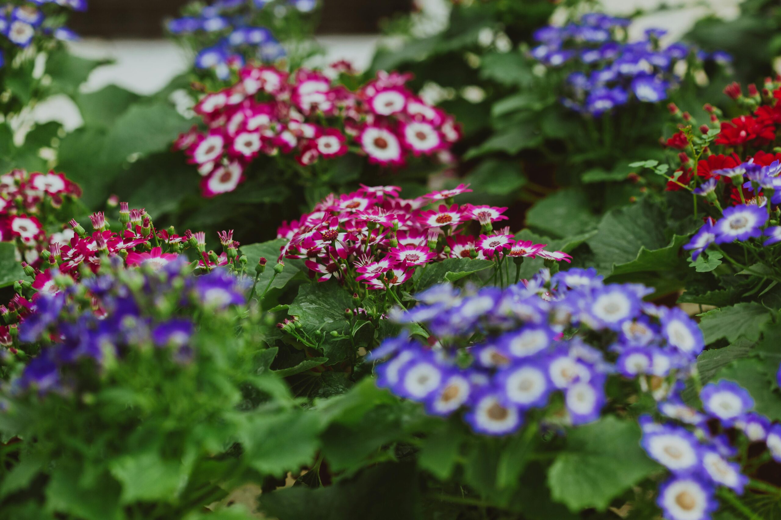 Bright blossoming flowers Cineraria with tender petals and pleasant scent growing in botanical area